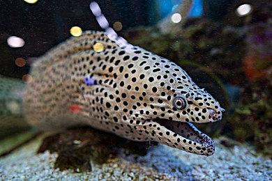 粉丝玩家展示自己任天堂主机收藏引热议 型号几乎齐全